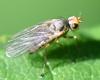 Phytomyza rufipes